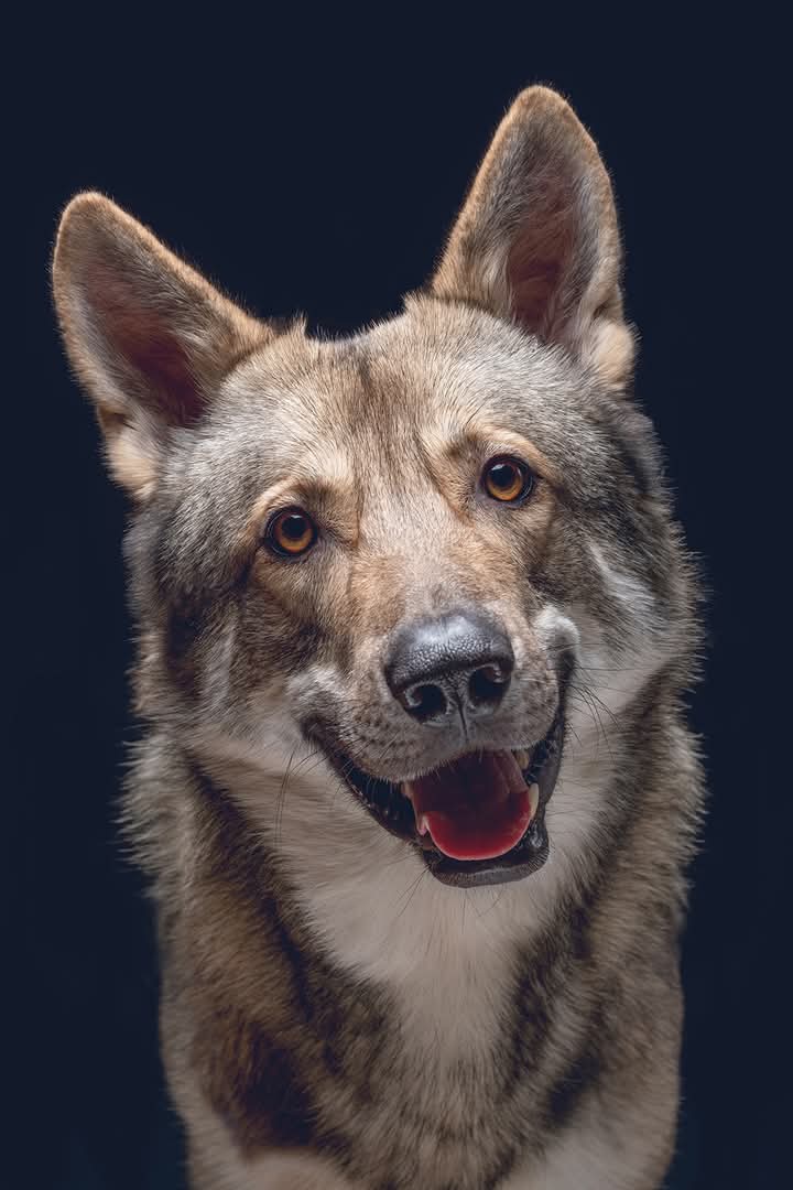 Dogs That Can Detect Cancer Before Doctors: The Science Behind Medical Alert Animals.