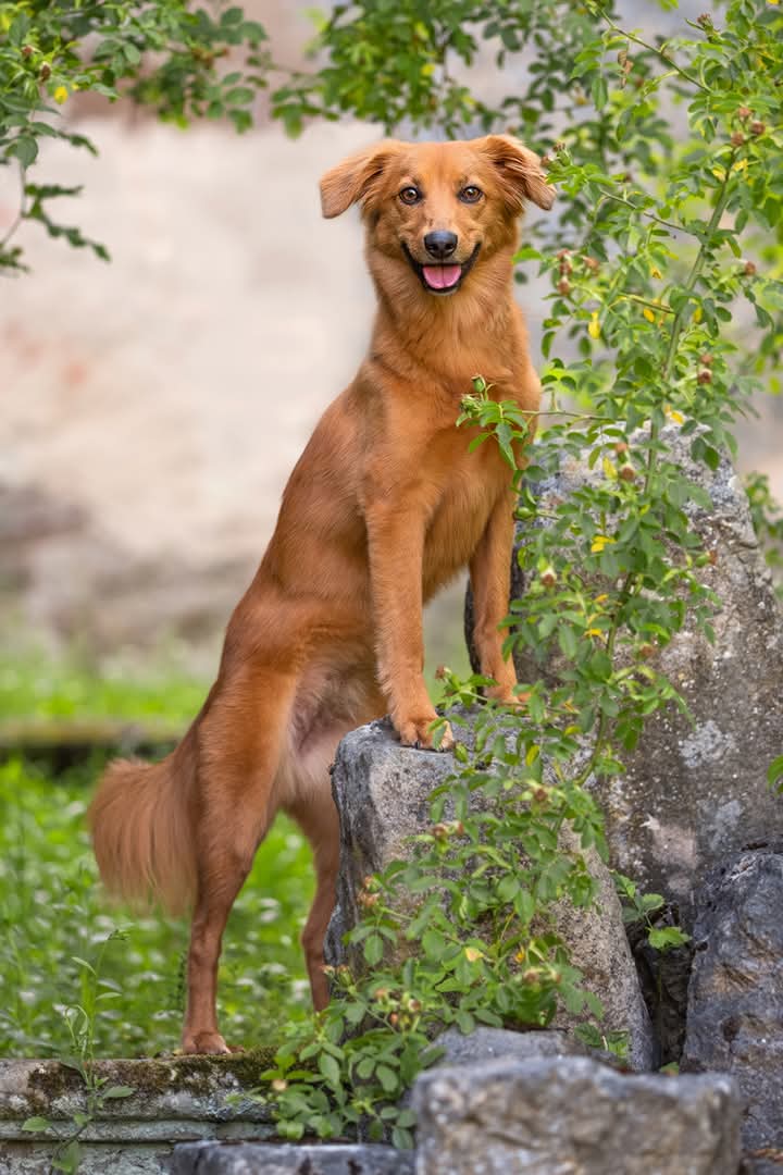 Weather Predictors: Why Animals Know When Storms Are Coming Hours Before Meteorologists.
