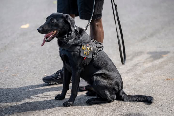 The Most Dangerous Dog in the White House: Commander’s Reign of Terror.