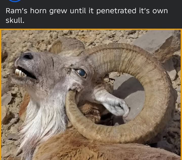 When Nature’s Design Goes Too Far: The Tragic Case of Overgrown Ram Horns