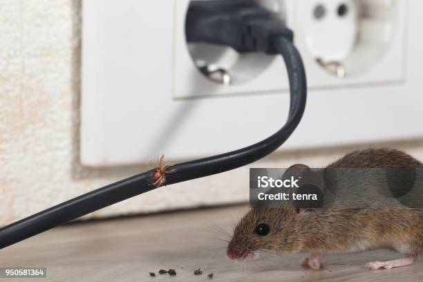 The Rodent Reality: What US Families Need to Know About Common Household Pests and How to Deal With Them.